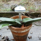 Image for article titled Koubachi Wi-Fi Plant Sensor Review: Now Anyone Can Be a Master Gardener